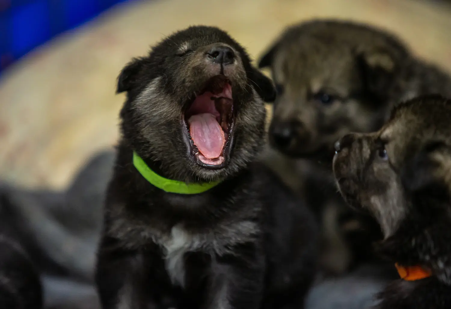 Een Noorse Elandhond puppy kopen betekent verantwoordelijkheid nemen! Noorse Elandhond puppy kopen.