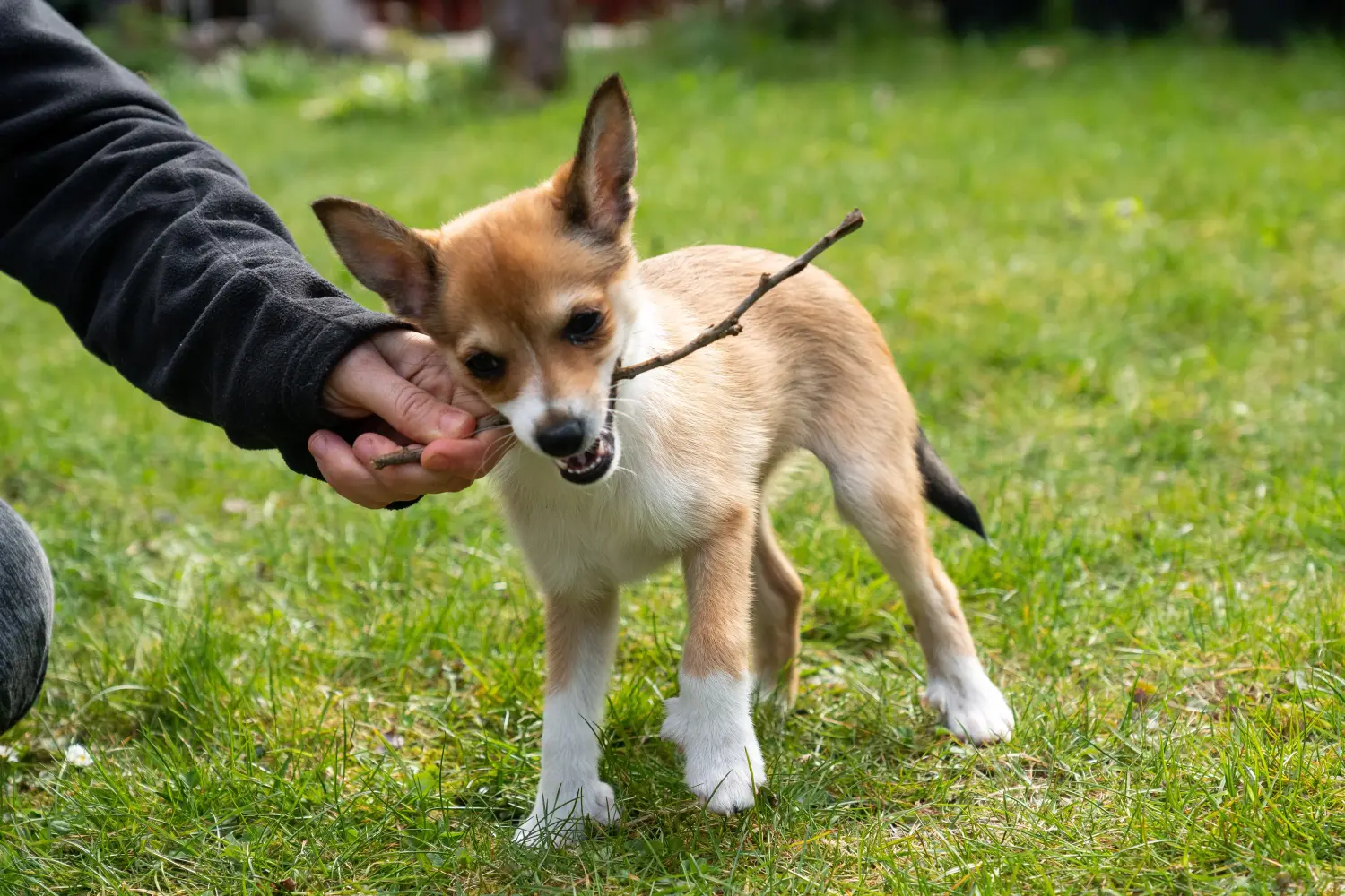Een Noorse Lundehund puppy kopen betekent verantwoordelijkheid nemen! Noorse Lundehund puppy kopen.