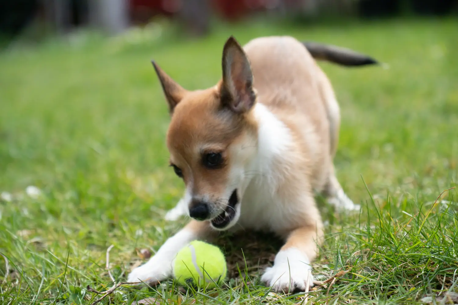 Een Noorse Lundehund puppy kopen betekent verantwoordelijkheid nemen! Noorse Lundehund puppy kopen.