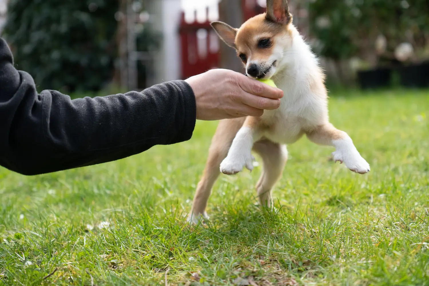 Een Noorse Lundehund puppy kopen betekent verantwoordelijkheid nemen! Noorse Lundehund puppy kopen.