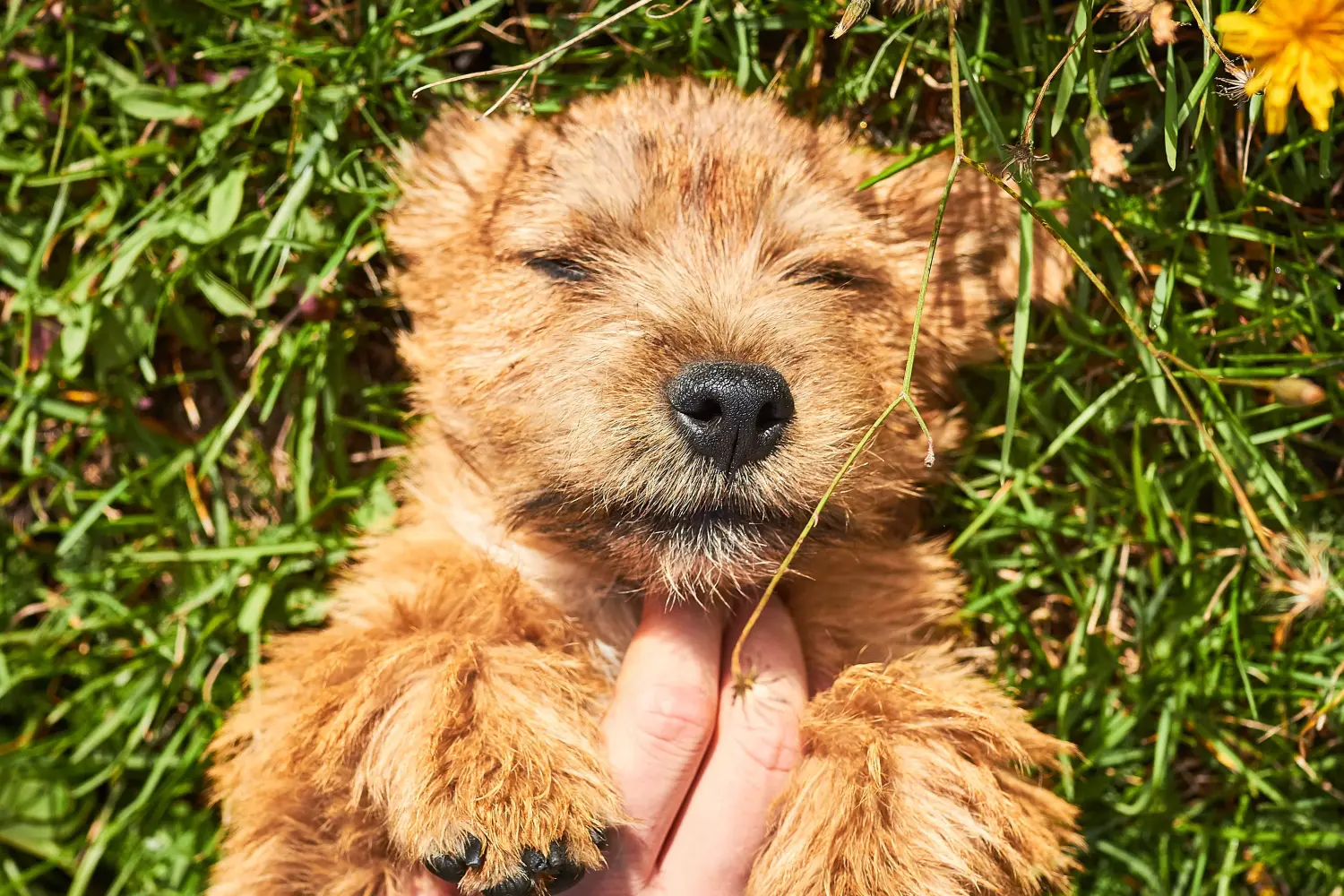 Een Norwich Terrier puppy kopen betekent verantwoordelijkheid nemen! Norwich Terrier puppy kopen.