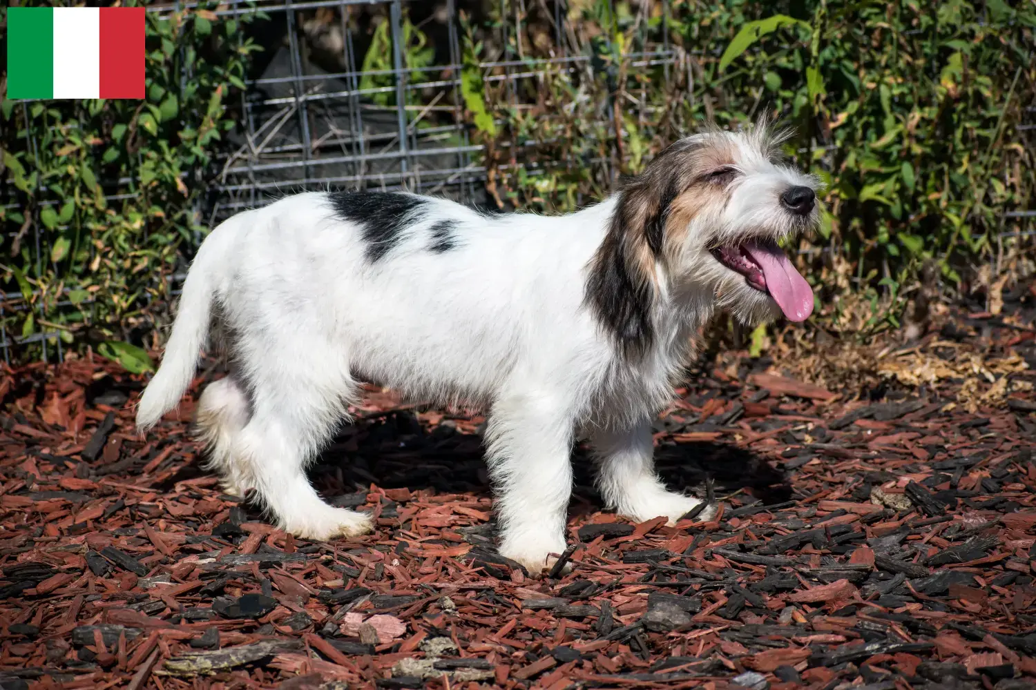 Lees meer over het artikel Petit Basset Griffon Vendéen fokkers en pups in Italië