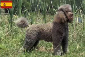 Lees meer over het artikel Poedelfokkers en puppies in Spanje