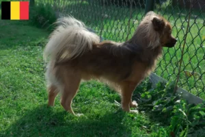 Lees meer over het artikel Pomchi fokkers en pups in België