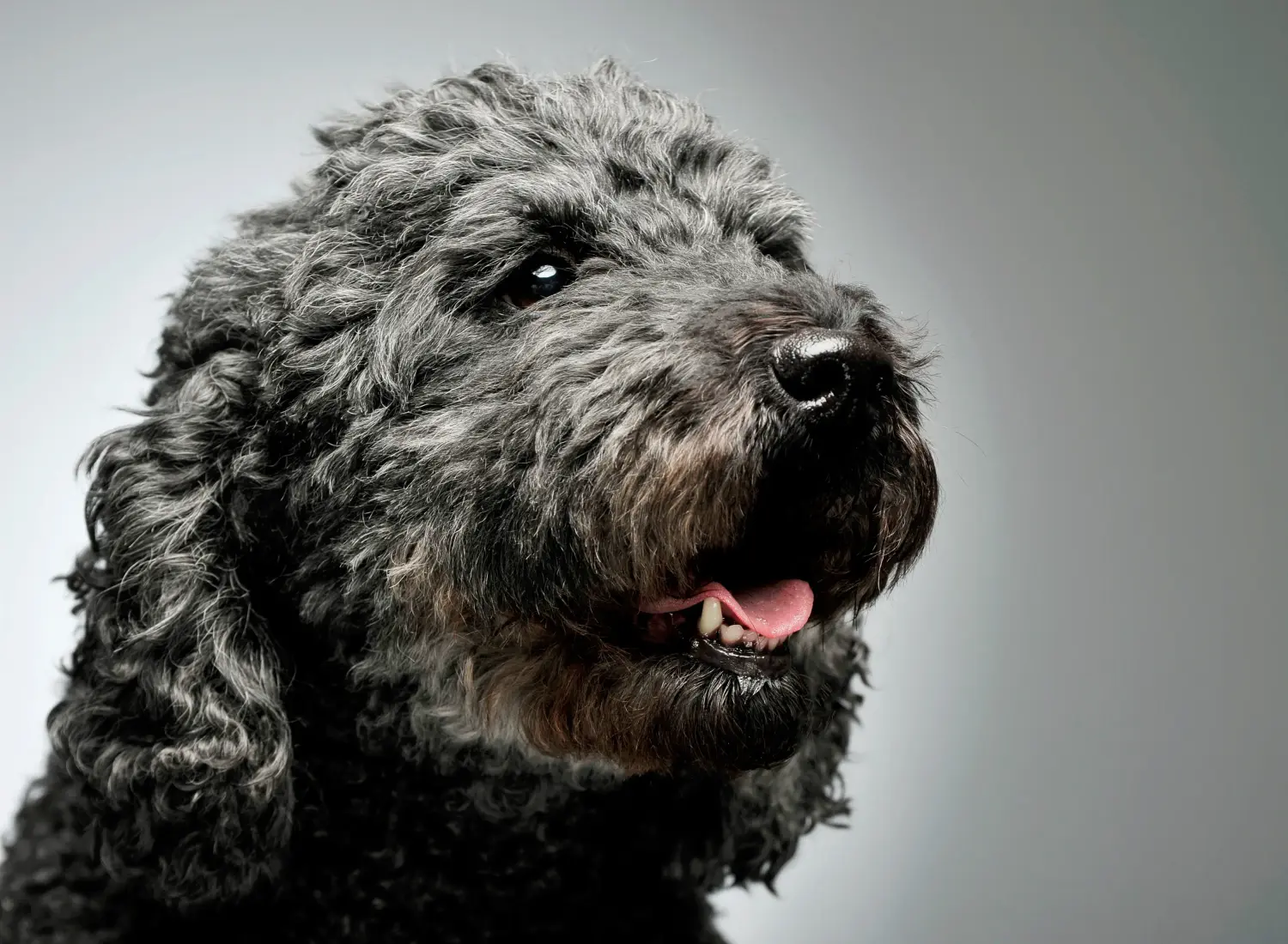 Een Pumi puppy kopen betekent verantwoordelijkheid nemen! Pumi puppy's kopen.