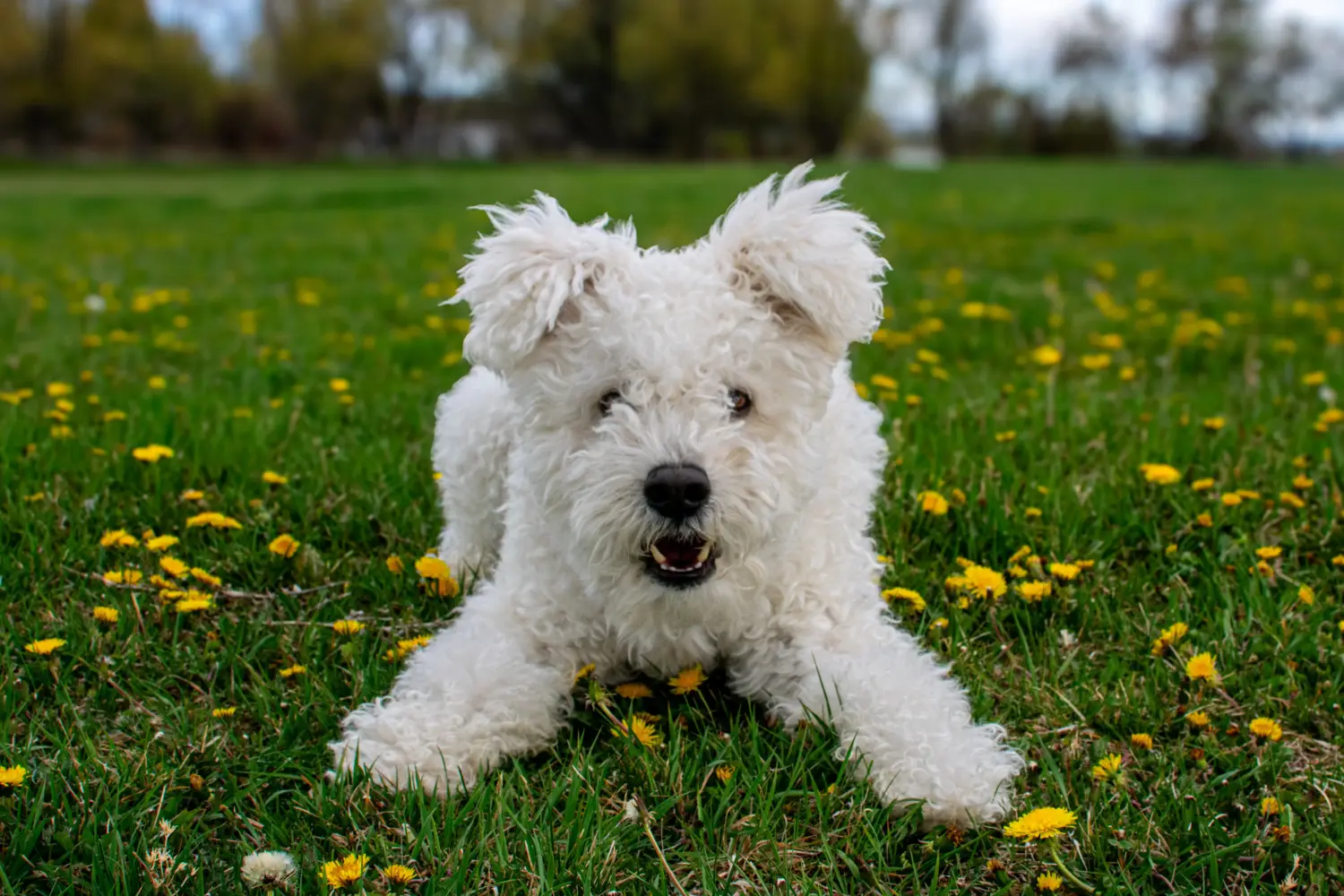 Een Pumi puppy kopen betekent verantwoordelijkheid nemen! Pumi puppy's kopen.