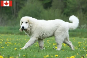 Lees meer over het artikel Pyreneese Berghondenfokkers en Puppies in Canada