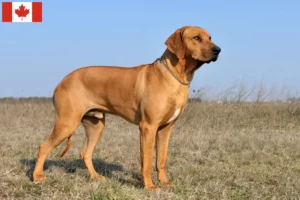 Lees meer over het artikel Rhodesian Ridgeback fokkers en pups in Canada