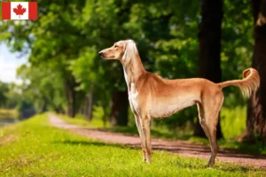 Lees meer over het artikel Saluki-fokkers en puppy’s in Canada