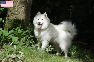 Lees meer over het artikel Samojeed fokkers en puppy’s in de VS