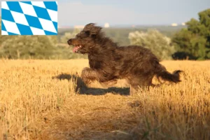 Lees meer over het artikel Schapenpoedelfokkers en puppies in Beieren