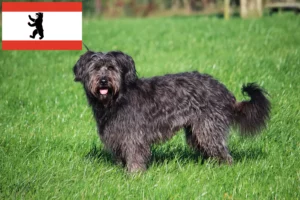 Lees meer over het artikel Schapenpoedelfokkers en puppies in Berlijn
