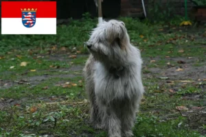 Lees meer over het artikel Schapenpoedelfokkers en puppies in Hessen