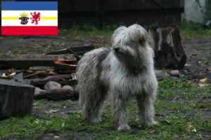 Lees meer over het artikel Schapenpoedelfokkers en puppies in Mecklenburg-Vorpommern