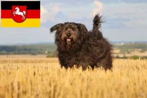 Lees meer over het artikel Schapenpoedelfokkers en puppies in Nedersaksen