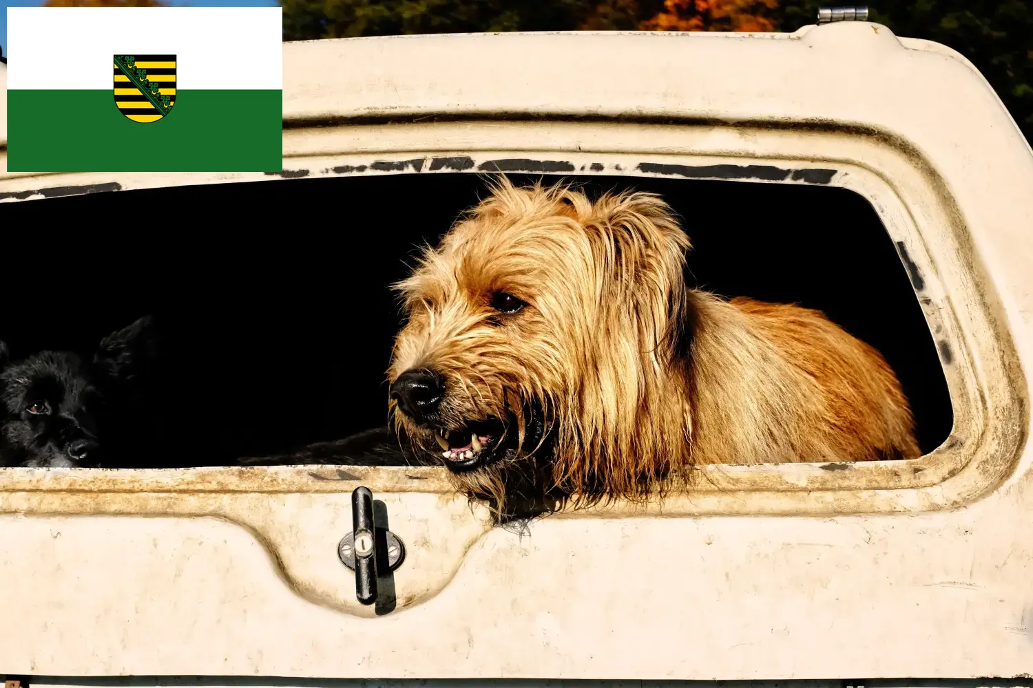 Schapenpoedel pups en fokkers Saksen Hier vind je Schapenpoedelfokkers in Saksen.