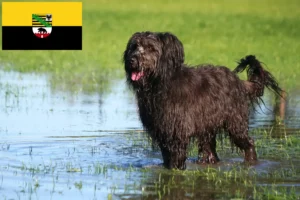 Lees meer over het artikel Schapenpoedelfokkers en puppies in Saksen-Anhalt