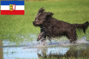 Lees meer over het artikel Schapenpoedelfokkers en puppies in Sleeswijk-Holstein