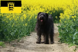 Lees meer over het artikel Schapenpoedelfokkers en puppies in Baden-Württemberg