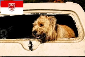 Lees meer over het artikel Schapenpoedelfokkers en puppies in Brandenburg