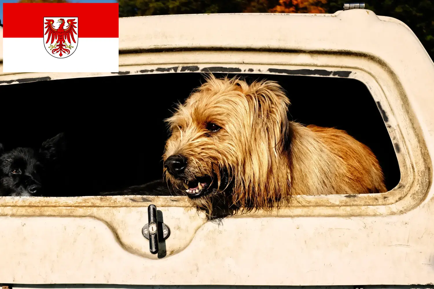 Schapenpoedel pups en fokkers Brandenburg Hier vind je Schapenpoedelfokkers in Brandenburg.