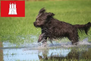 Lees meer over het artikel Schapenpoedelfokkers en puppies in Hamburg