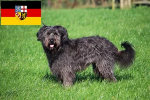 Lees meer over het artikel Schapenpoedelfokkers en puppies in Saarland