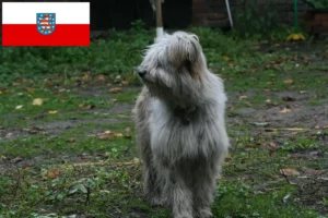 Lees meer over het artikel Schapenpoedelfokkers en puppies in Thüringen