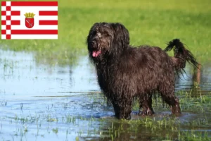 Lees meer over het artikel Schapenpoedelfokkers en puppies in Bremen