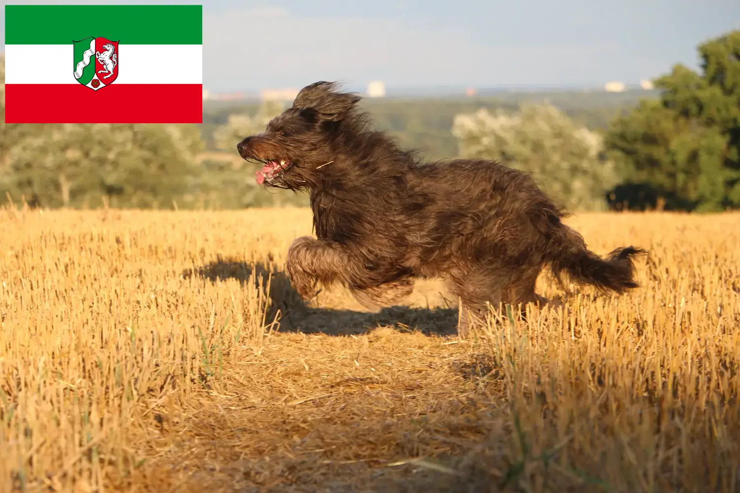 Schapenpoedel pups en fokkers Noordrijn-Westfalen Hier vind je Schapenpoedelfokkers in Noordrijn-Westfalen.
