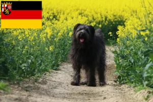 Lees meer over het artikel Schapenpoedelfokkers en puppies in Rijnland-Palts