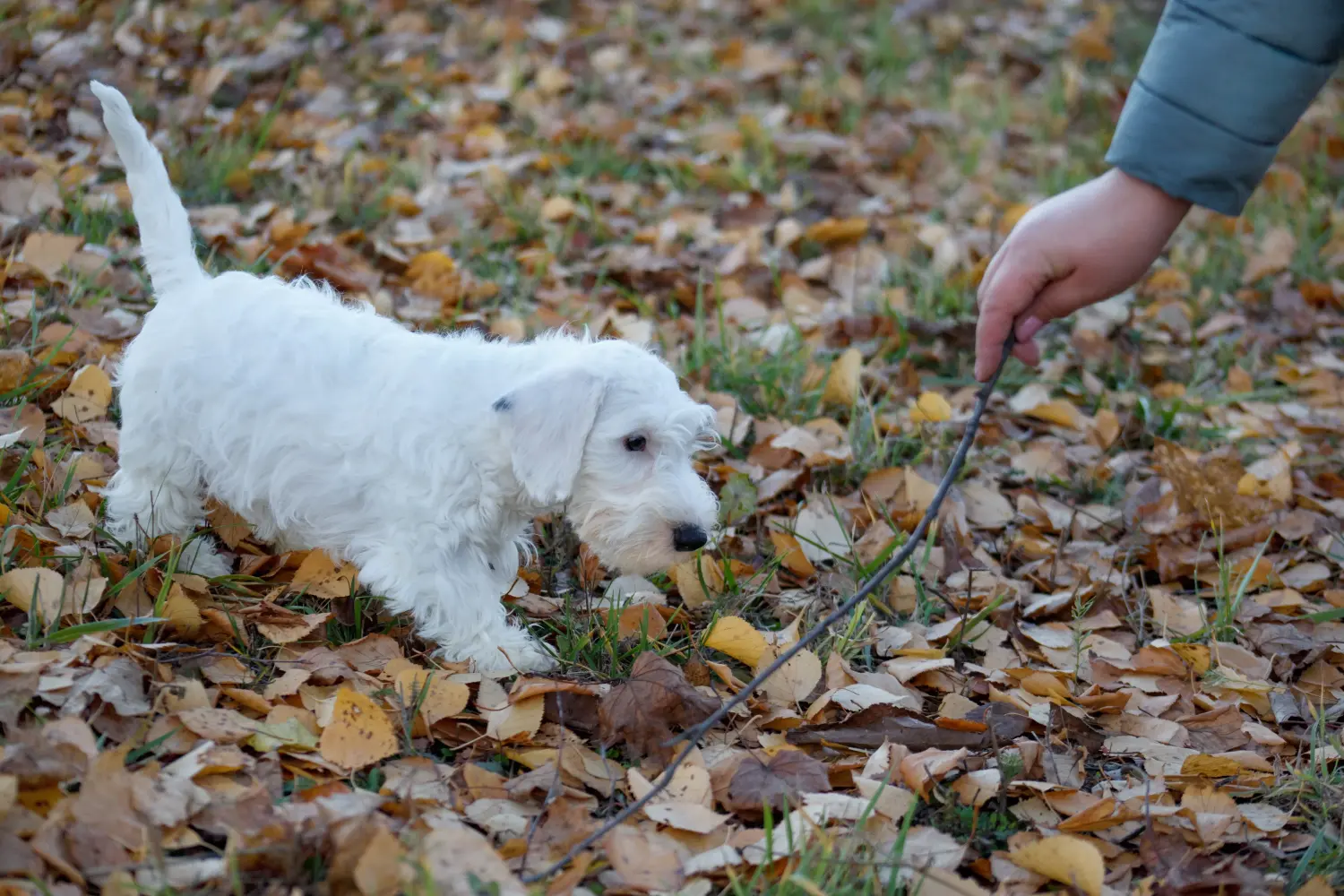 Een Sealyham Terrier puppy kopen betekent verantwoordelijkheid nemen! Sealyham Terrier puppy kopen.