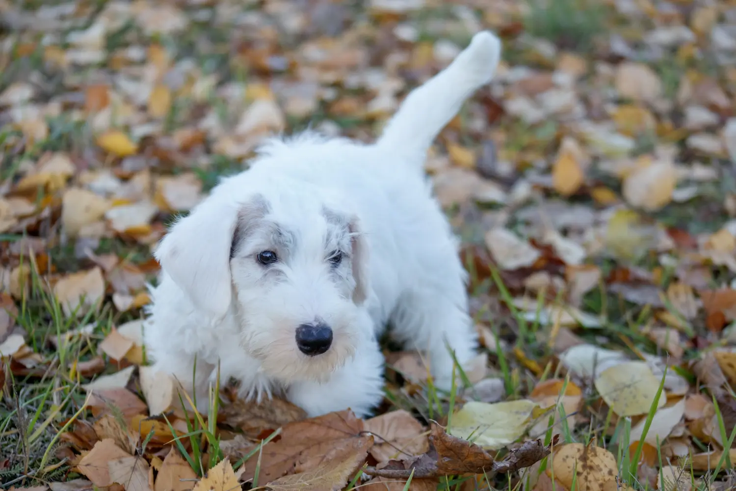 Een Sealyham Terrier puppy kopen betekent verantwoordelijkheid nemen! Sealyham Terrier puppy kopen.