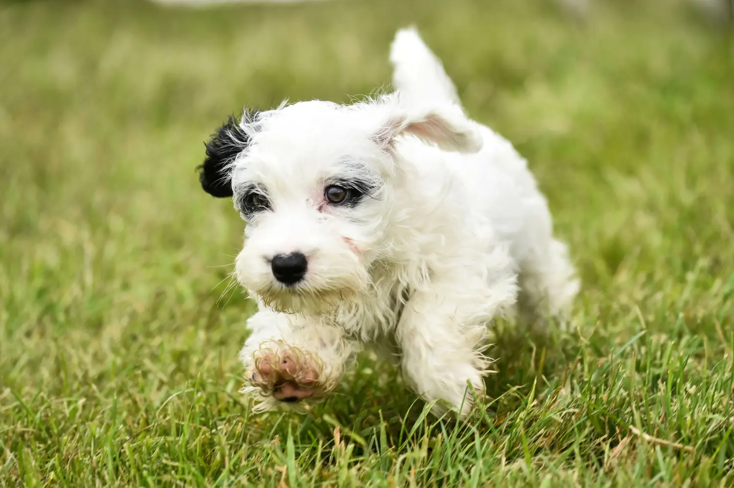 Een Sealyham Terrier puppy kopen betekent verantwoordelijkheid nemen! Sealyham Terrier puppy kopen.