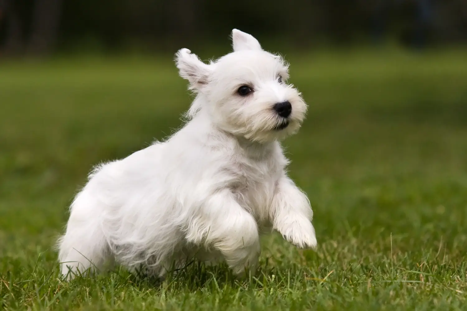 Een Sealyham Terrier puppy kopen betekent verantwoordelijkheid nemen! Sealyham Terrier puppy kopen.