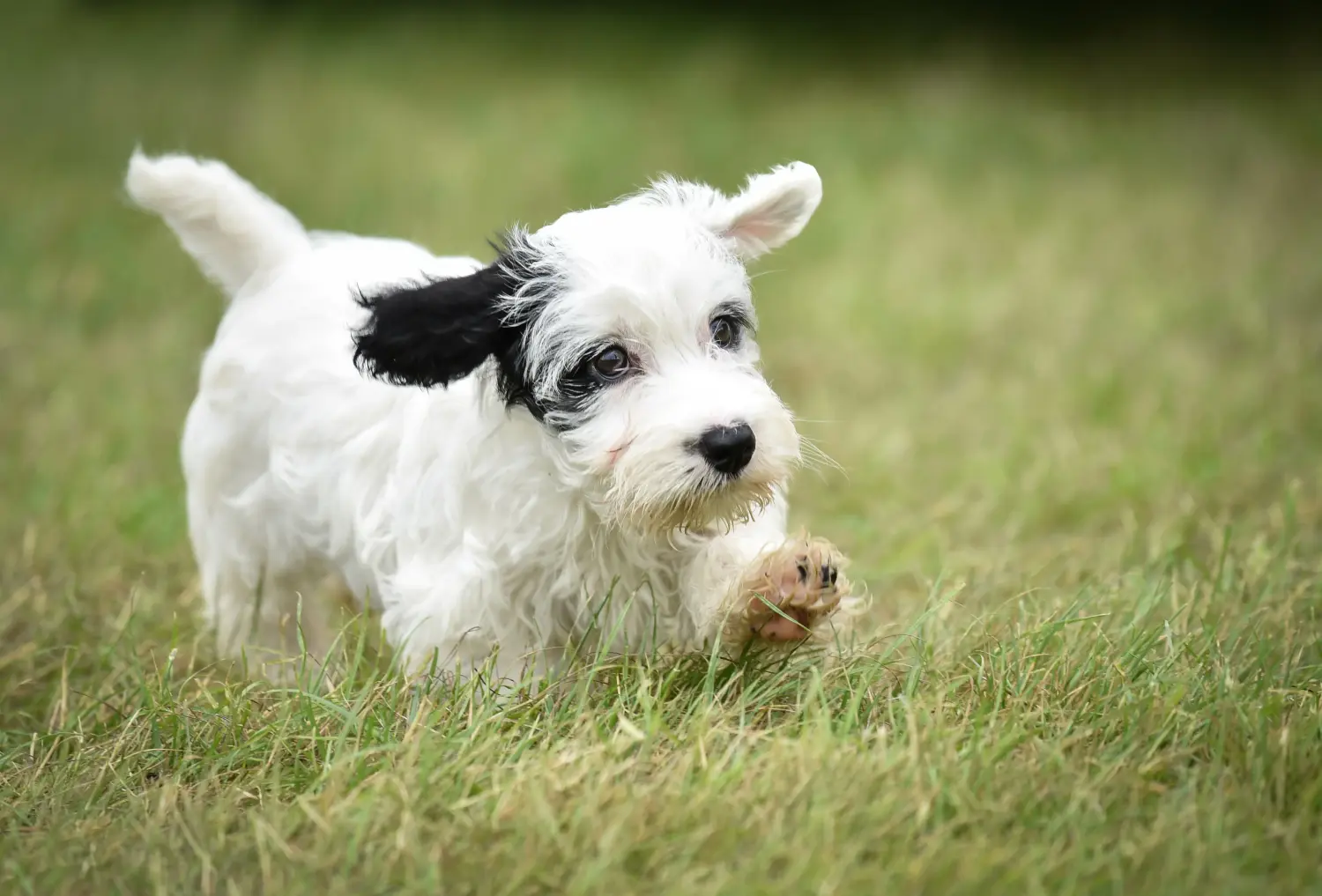 Een Sealyham Terrier puppy kopen betekent verantwoordelijkheid nemen! Sealyham Terrier puppy kopen.