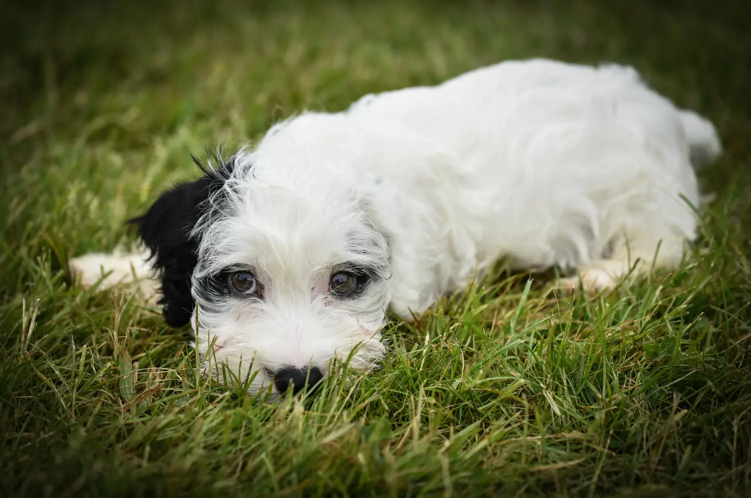 Een Sealyham Terrier puppy kopen betekent verantwoordelijkheid nemen! Sealyham Terrier puppy kopen.