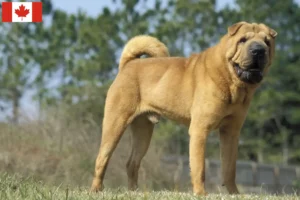Lees meer over het artikel Shar-Pei fokkers en puppy’s in Canada