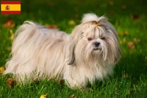 Lees meer over het artikel Shih Tzu fokkers en pups in Spanje
