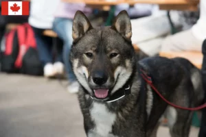 Lees meer over het artikel Shikoku fokkers en puppy’s in Canada