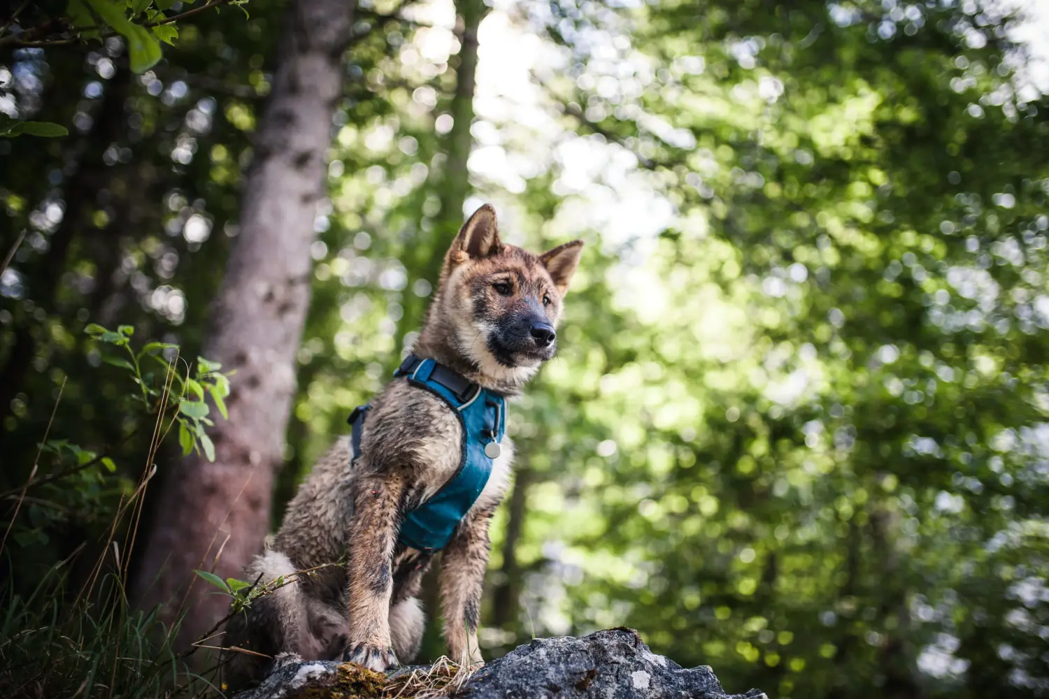 Een Shikoku puppy kopen betekent verantwoordelijkheid nemen! Shikoku puppy kopen.