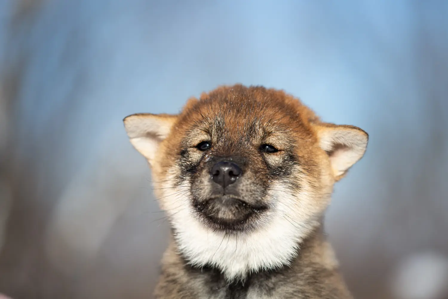 Een Shikoku puppy kopen betekent verantwoordelijkheid nemen! Shikoku puppy kopen.