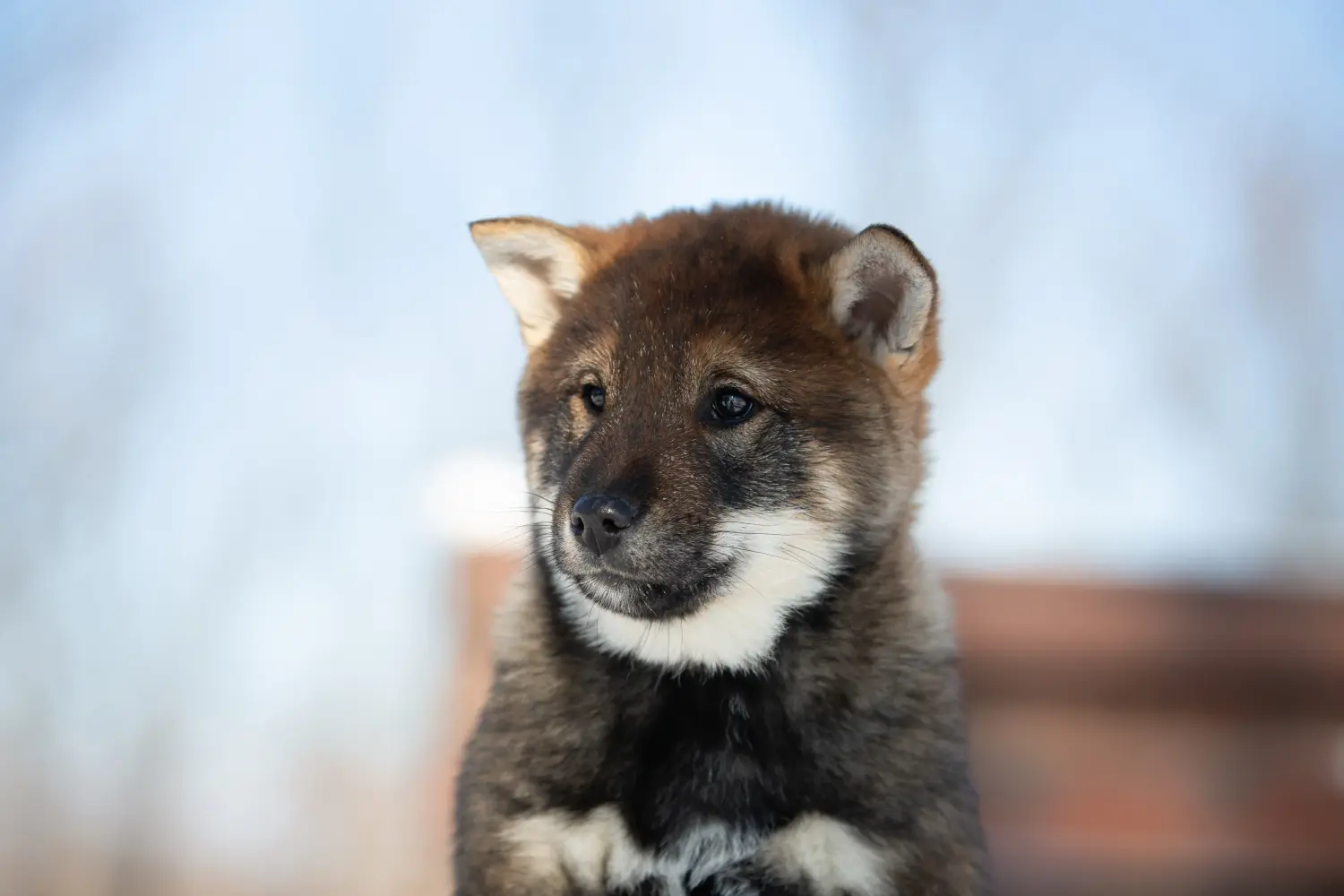 Een Shikoku puppy kopen betekent verantwoordelijkheid nemen! Shikoku puppy kopen.