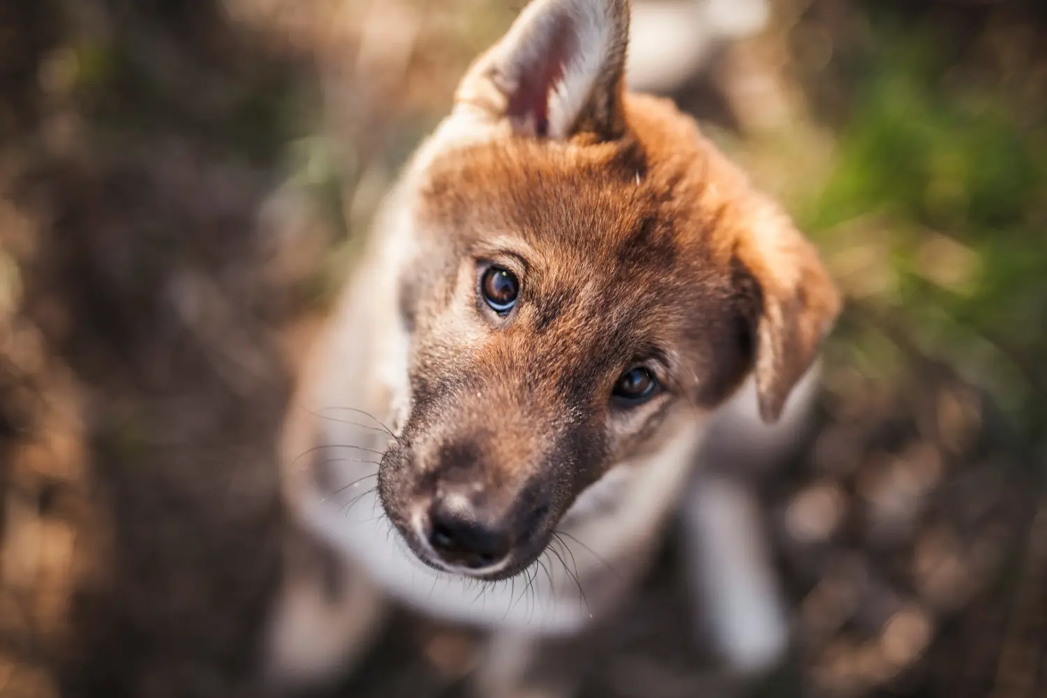 Een Shikoku puppy kopen betekent verantwoordelijkheid nemen! Shikoku puppy kopen.
