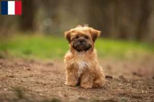 Lees meer over het artikel Shorkie fokkers en puppies in Frankrijk