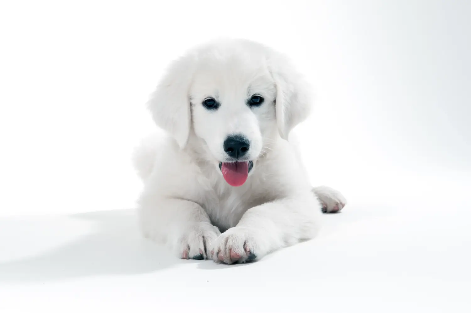 Een Slovensky Cuvac puppy kopen betekent verantwoordelijkheid nemen! Slovensky Cuvac puppy's kopen.