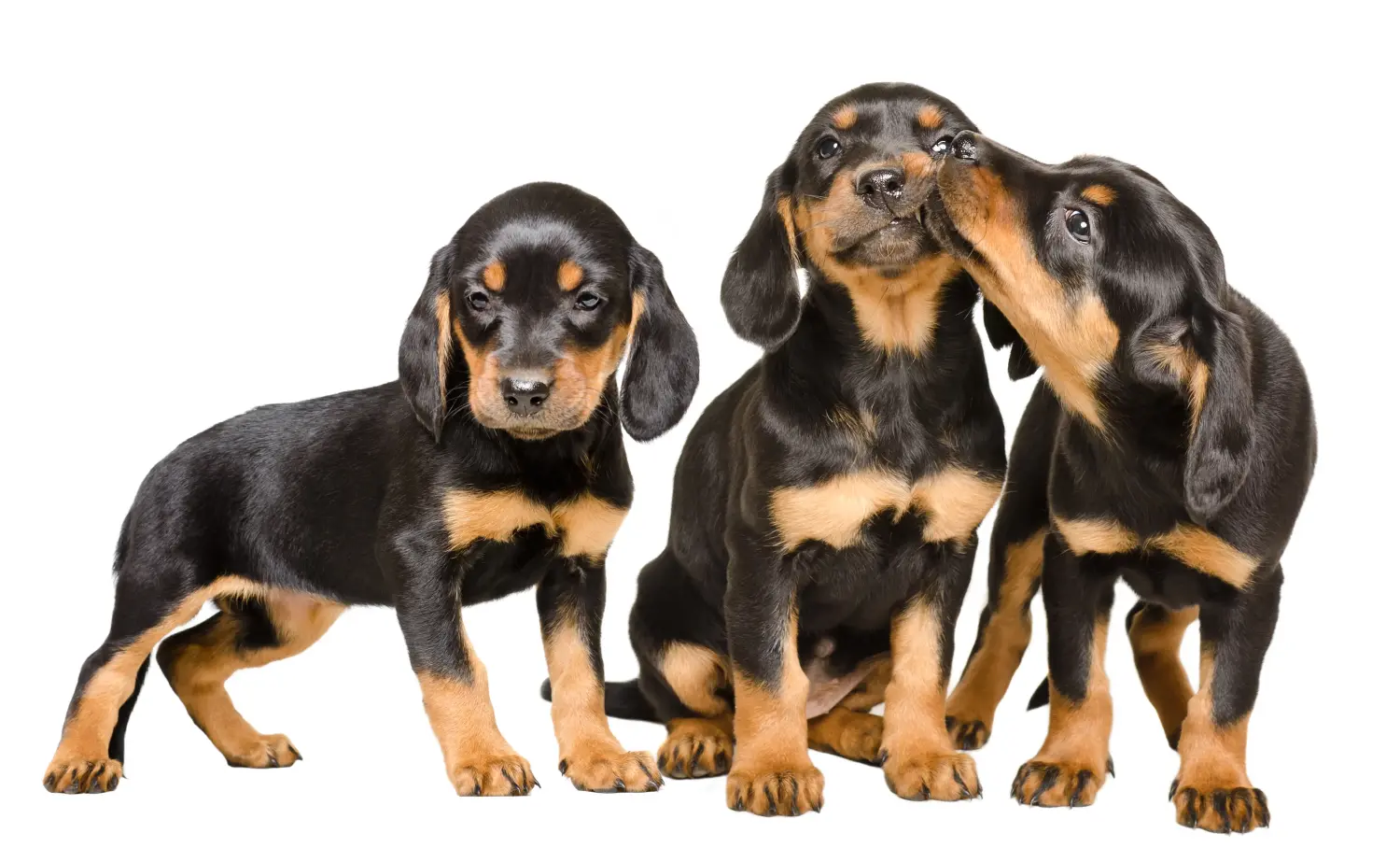 Een Slovenský kopov puppy kopen betekent verantwoordelijkheid nemen! Slovenský kopov puppy kopen.