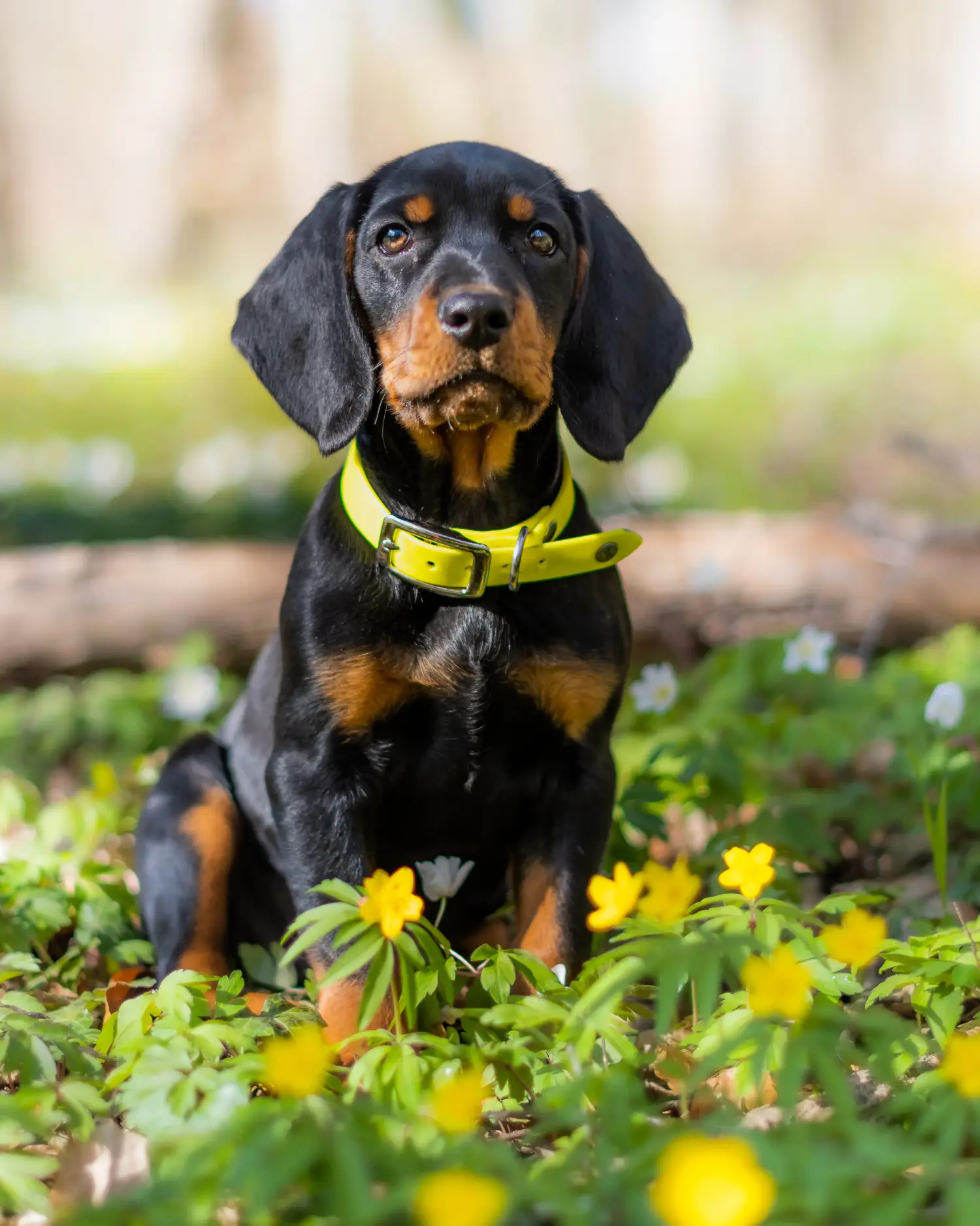 Een Slovenský kopov puppy kopen betekent verantwoordelijkheid nemen! Slovenský kopov puppy kopen.