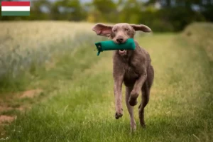 Lees meer over het artikel Slowaakse ruige baard fokker en puppies in Hongarije