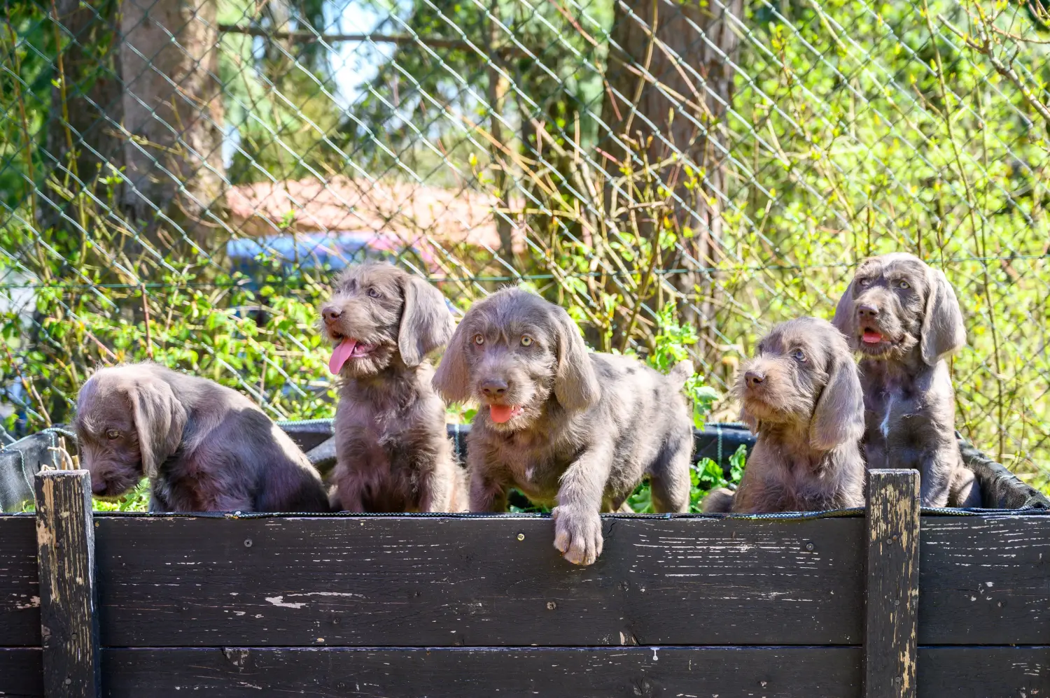 Een Slowaakse ruwharige puppy kopen betekent verantwoordelijkheid nemen! Slowaakse ruwharige puppy kopen.